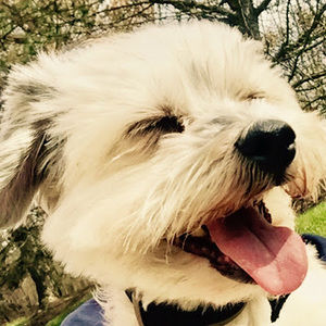 Meet your Posher, Brady